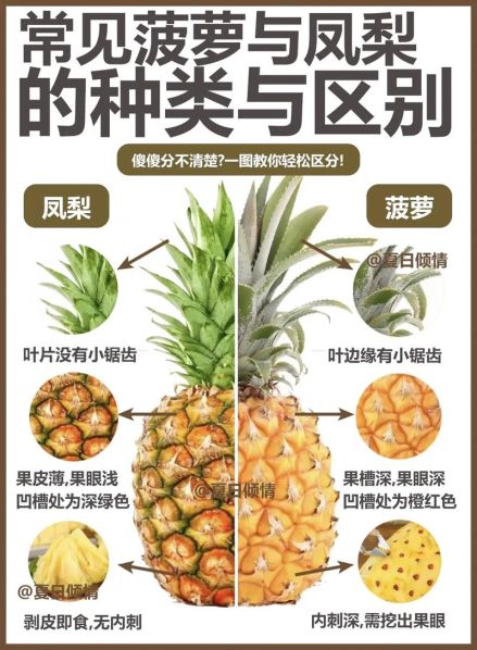 凤梨和菠萝的区别功效与作用 菠萝的营养功效与禁忌